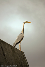 Graureiher (7 von 15).jpg